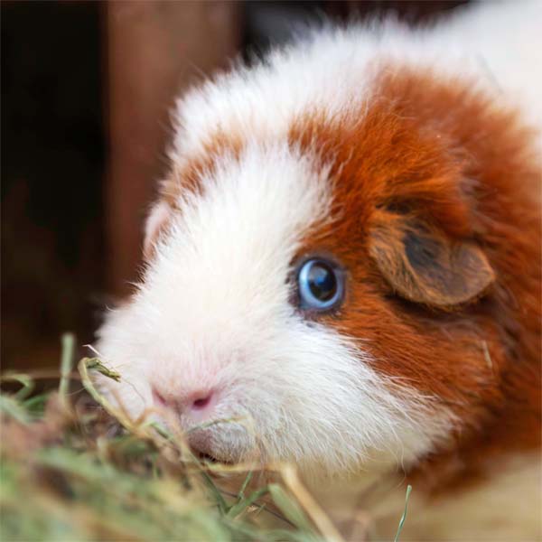 Heimtiere
