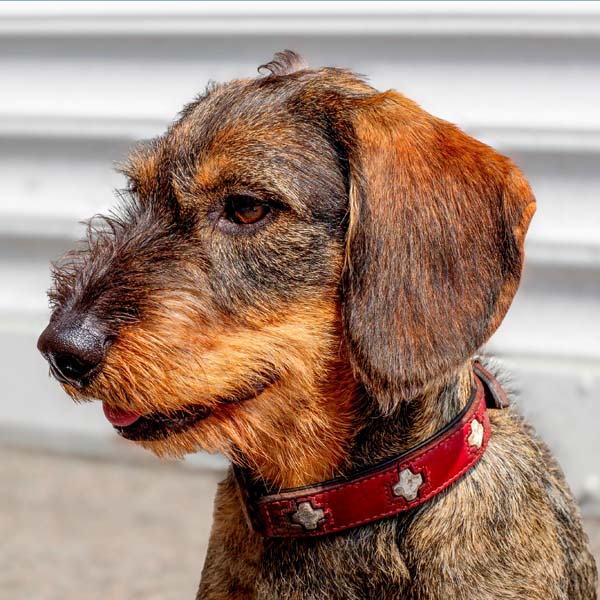 Hunde