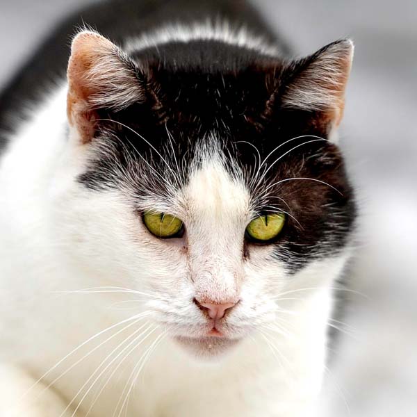 Katzen