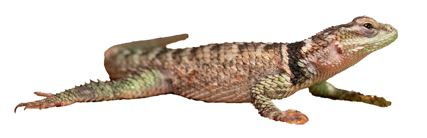 Reptil